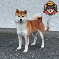 R' hinata - yuki Nihon No Inu