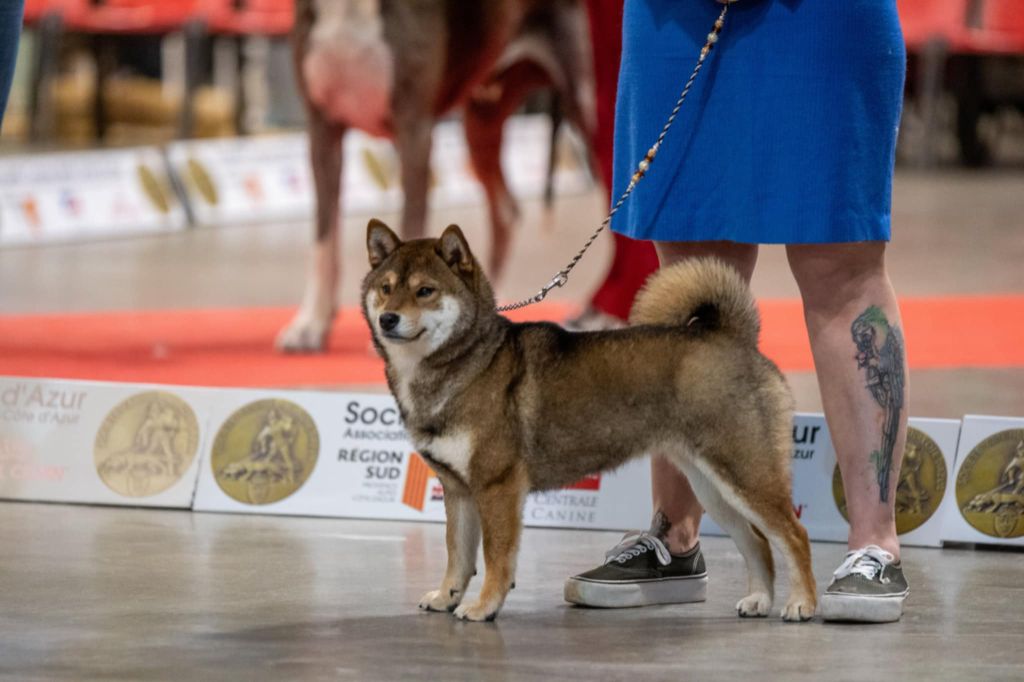 V' kazu no oko Nihon No Inu