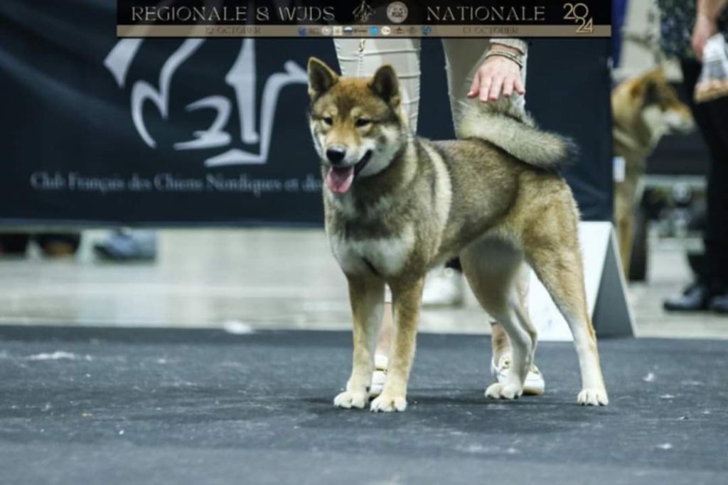 V' minomi - saori Nihon No Inu