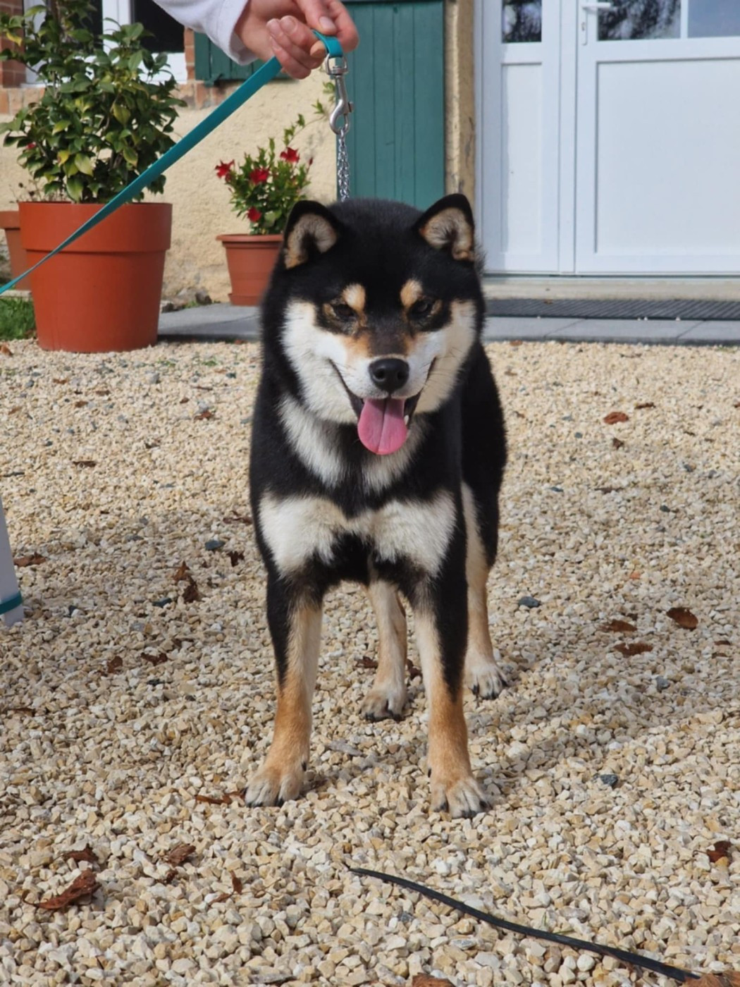 V'kuroharu du Bois de Compiègne