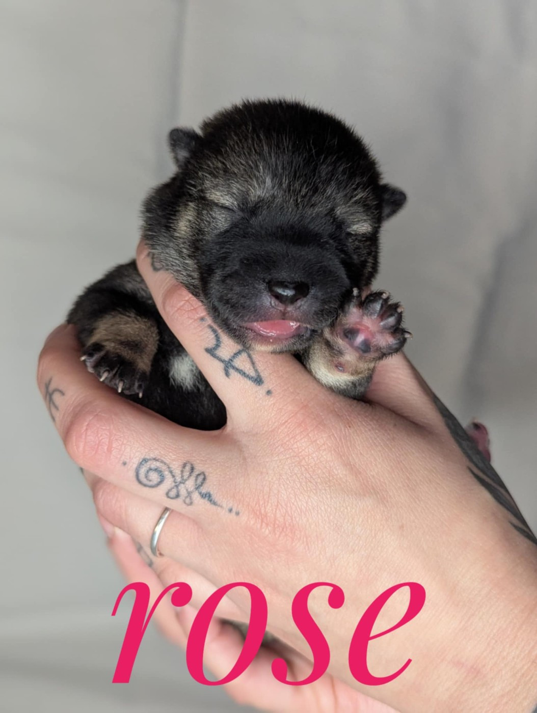 Nihon No Inu - Chiots disponibles - Shikoku