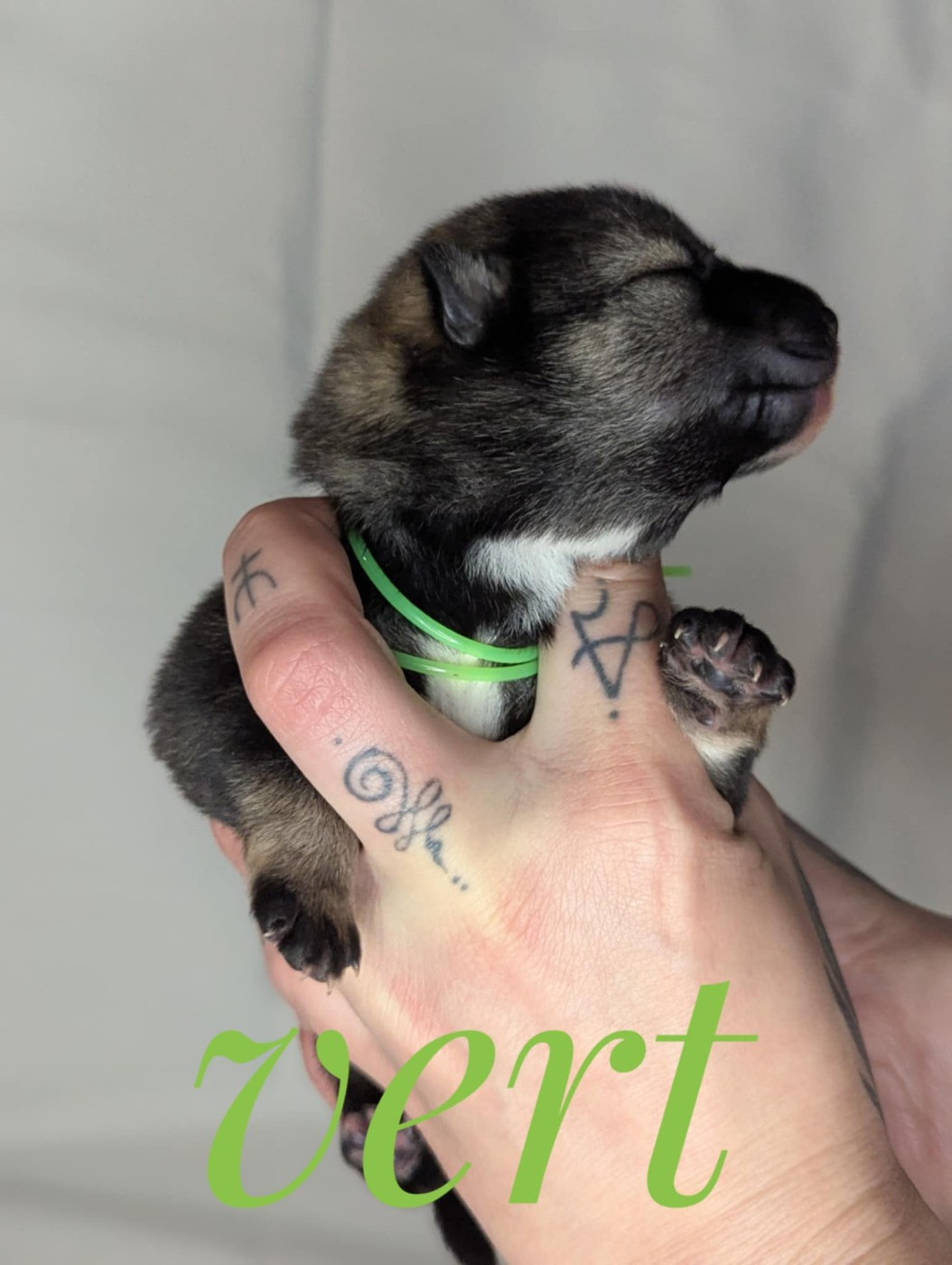 Nihon No Inu - Chiots disponibles - Shikoku