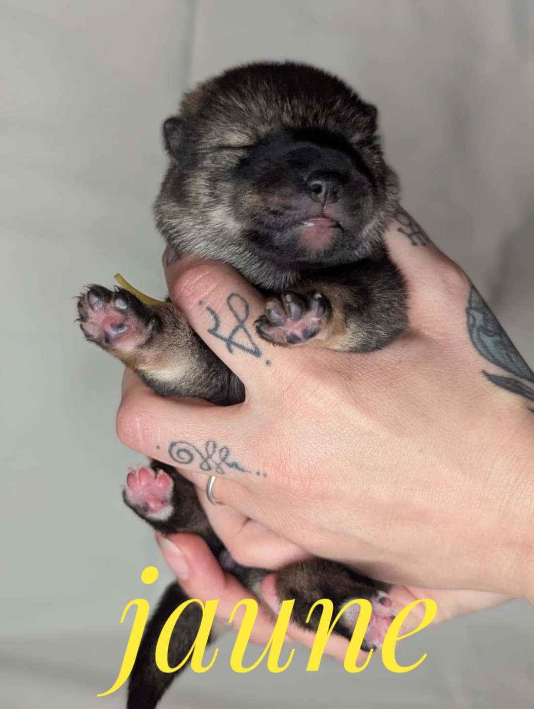 Nihon No Inu - Chiots disponibles - Shikoku