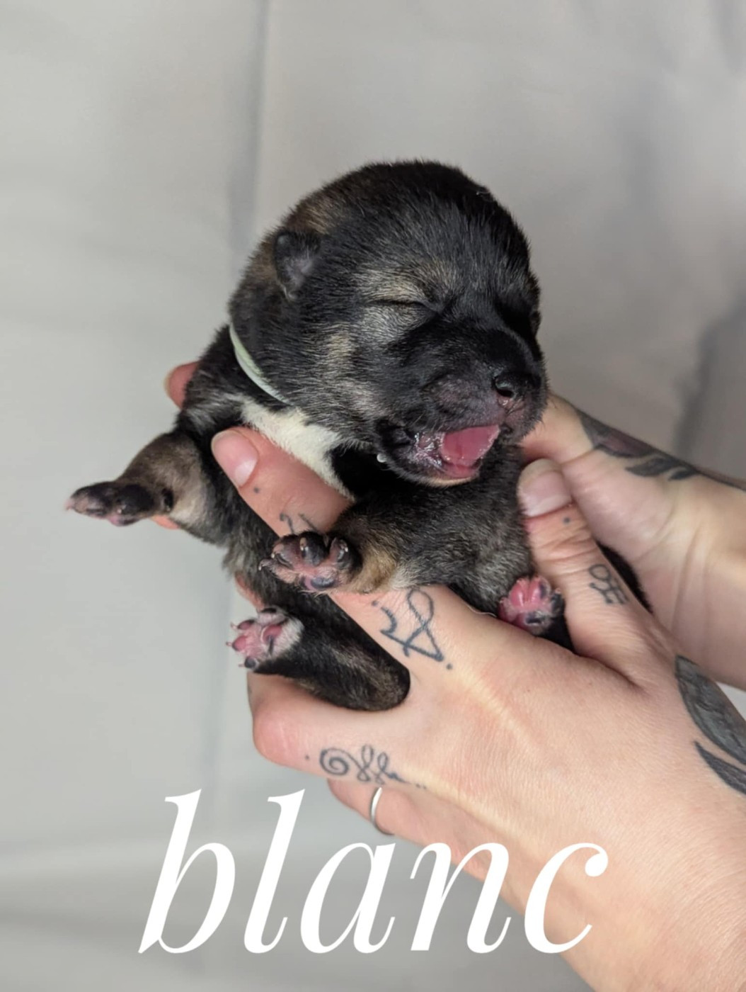 Nihon No Inu - Chiots disponibles - Shikoku