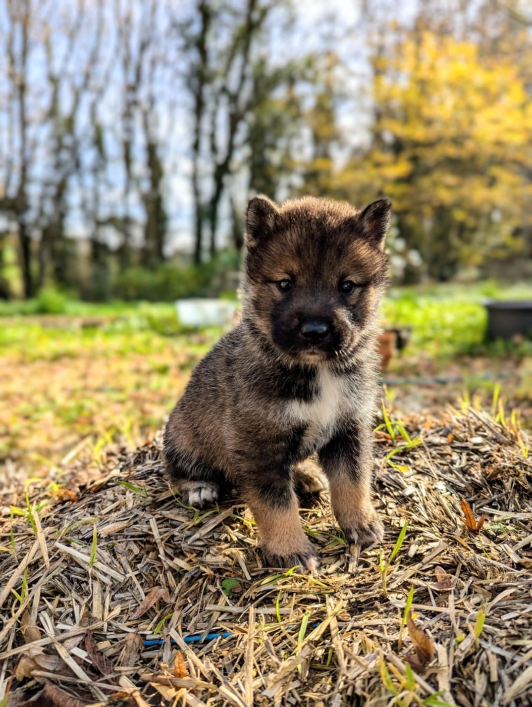 Nihon No Inu - Chiots disponibles - Shikoku