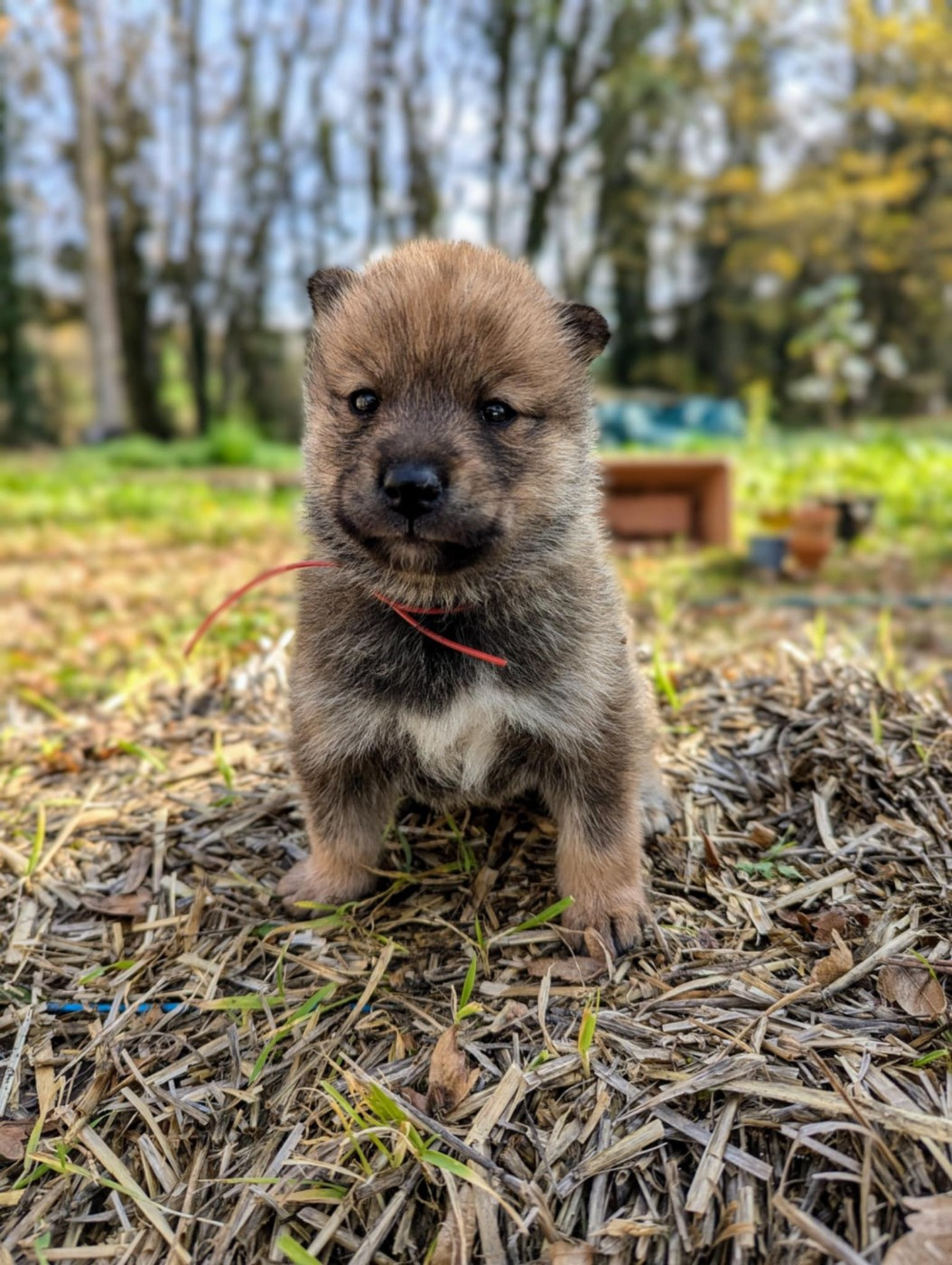 Nihon No Inu - Chiots disponibles - Shikoku