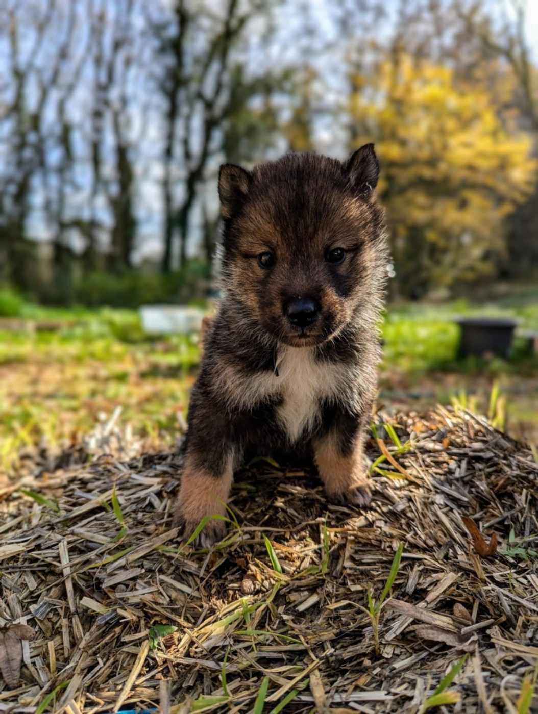 Nihon No Inu - Chiots disponibles - Shikoku