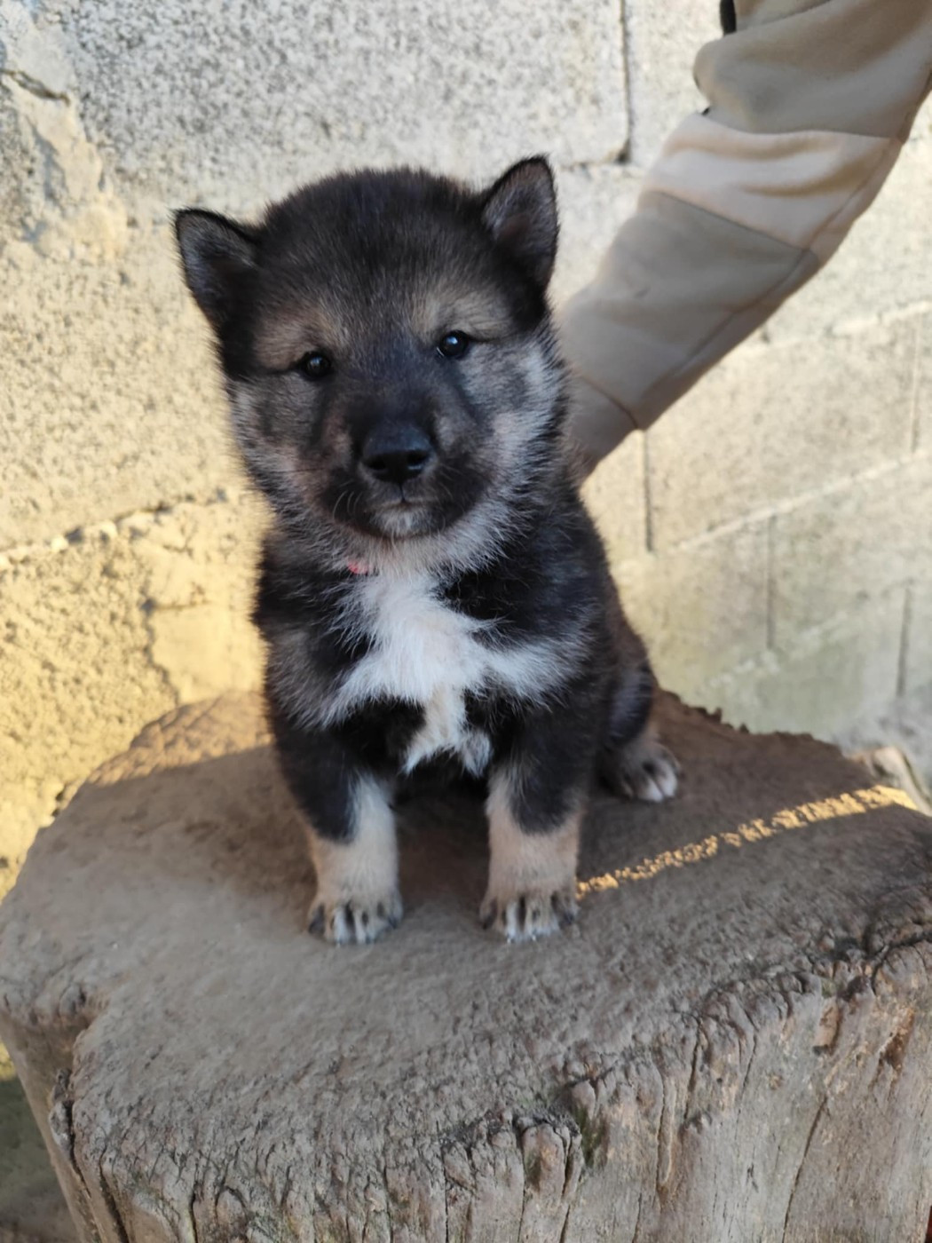 Nihon No Inu - Chiots disponibles - Shikoku