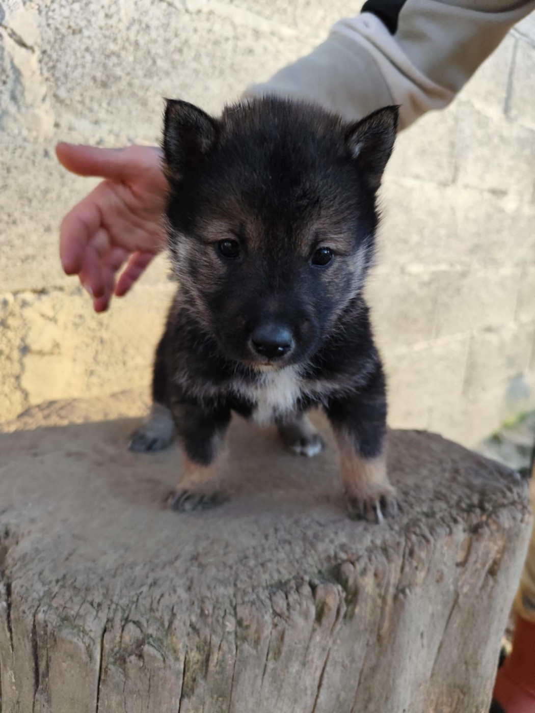 Nihon No Inu - Chiots disponibles - Shikoku