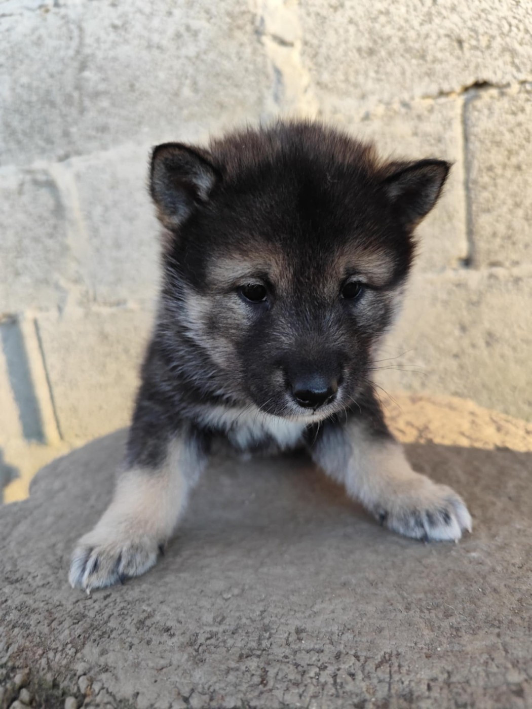 Nihon No Inu - Chiots disponibles - Shikoku