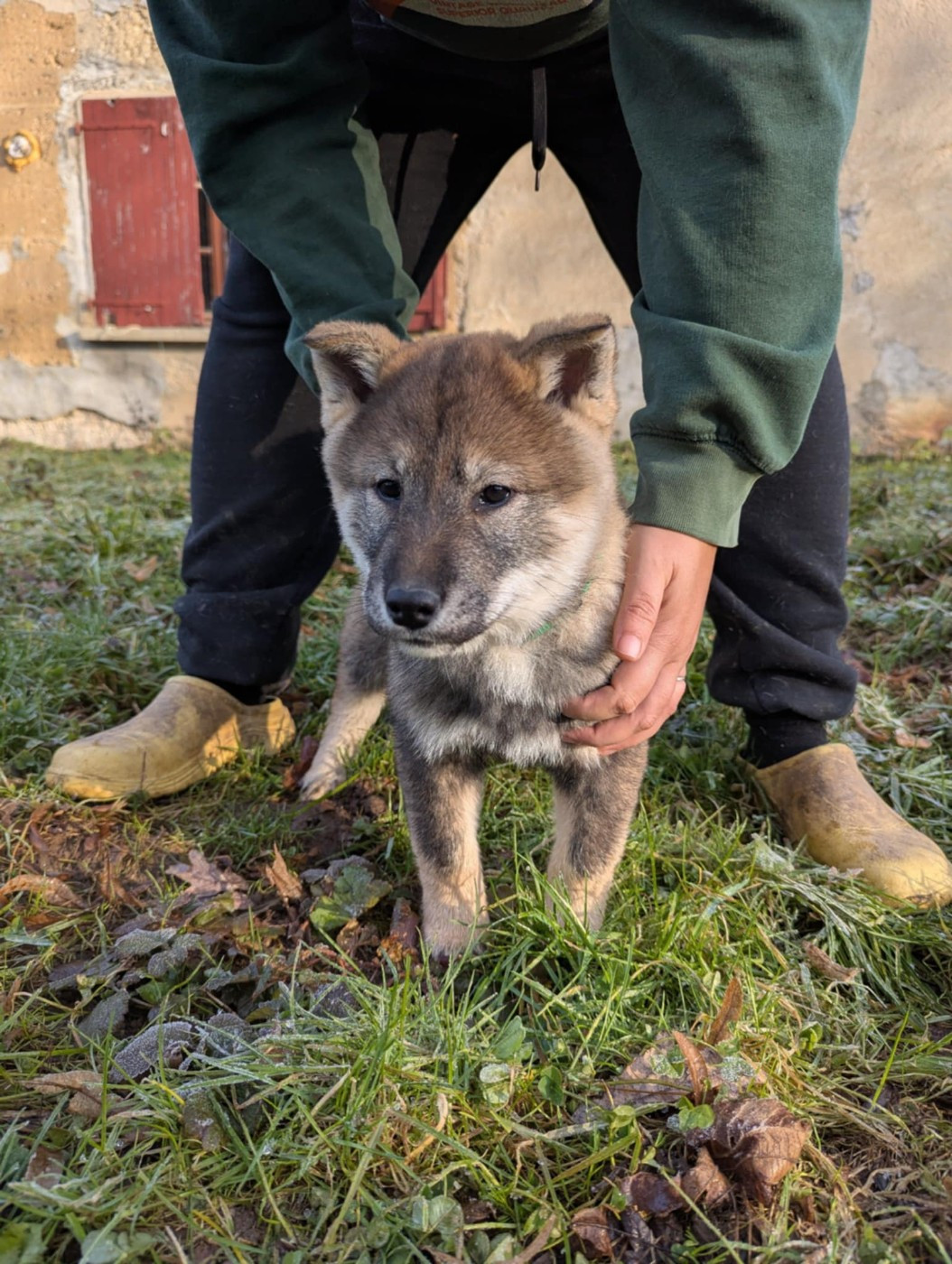 Nihon No Inu - Chiots disponibles - Shikoku