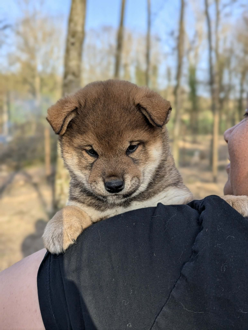 Nihon No Inu - Chiots disponibles - Shiba