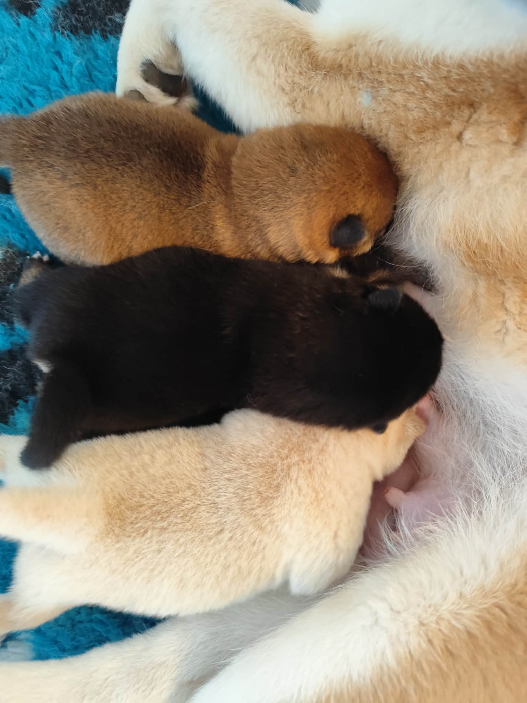 Nihon No Inu - Chiots disponibles - Shiba