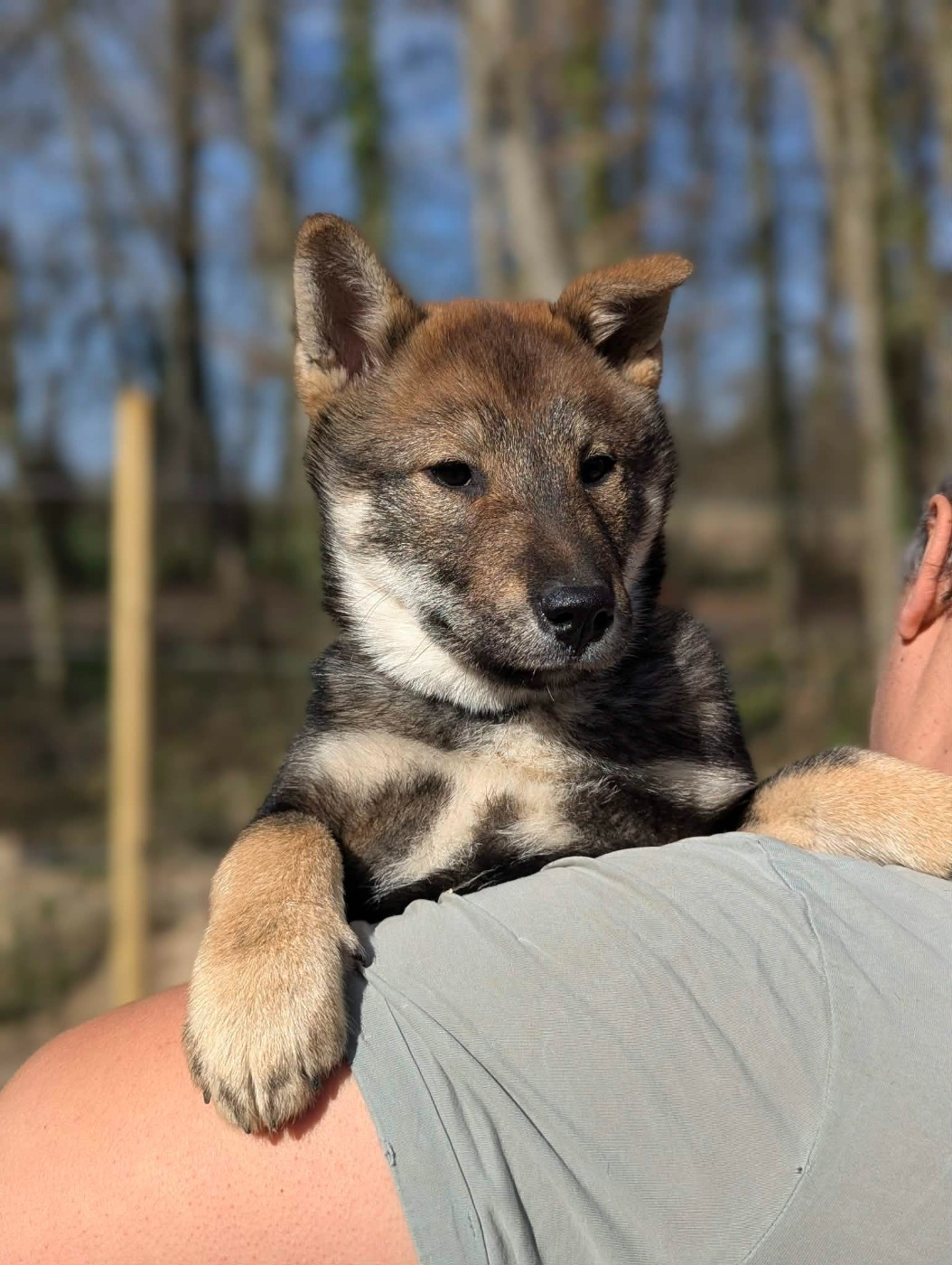 Nihon No Inu - Chiots disponibles - Shikoku