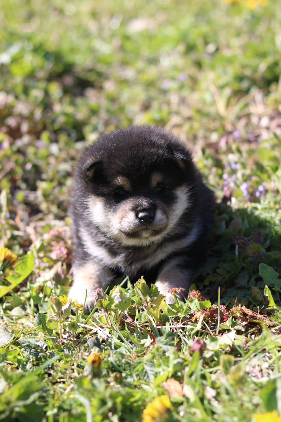 Nihon No Inu - Chiots disponibles - Shiba
