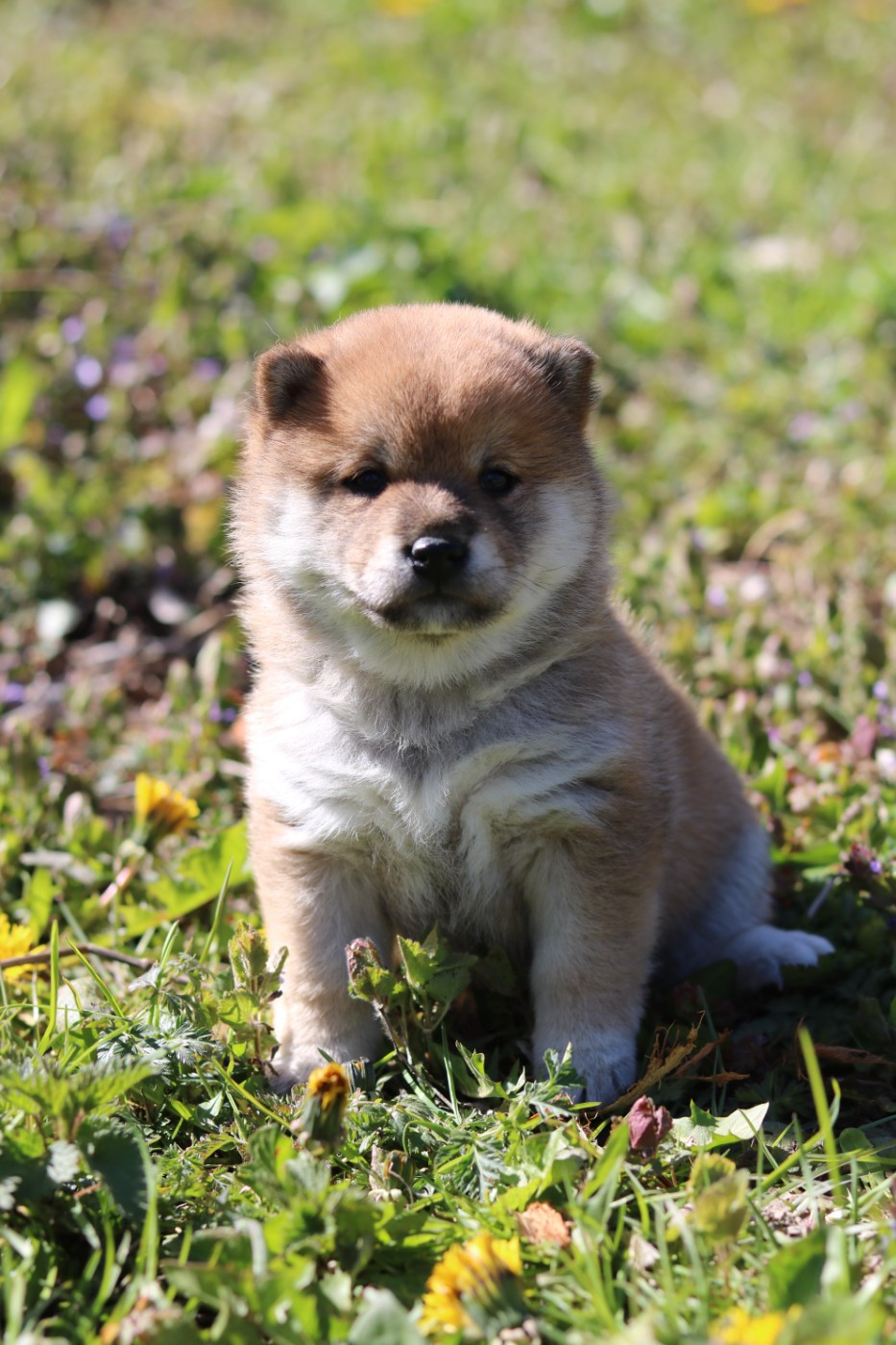 Nihon No Inu - Chiots disponibles - Shiba