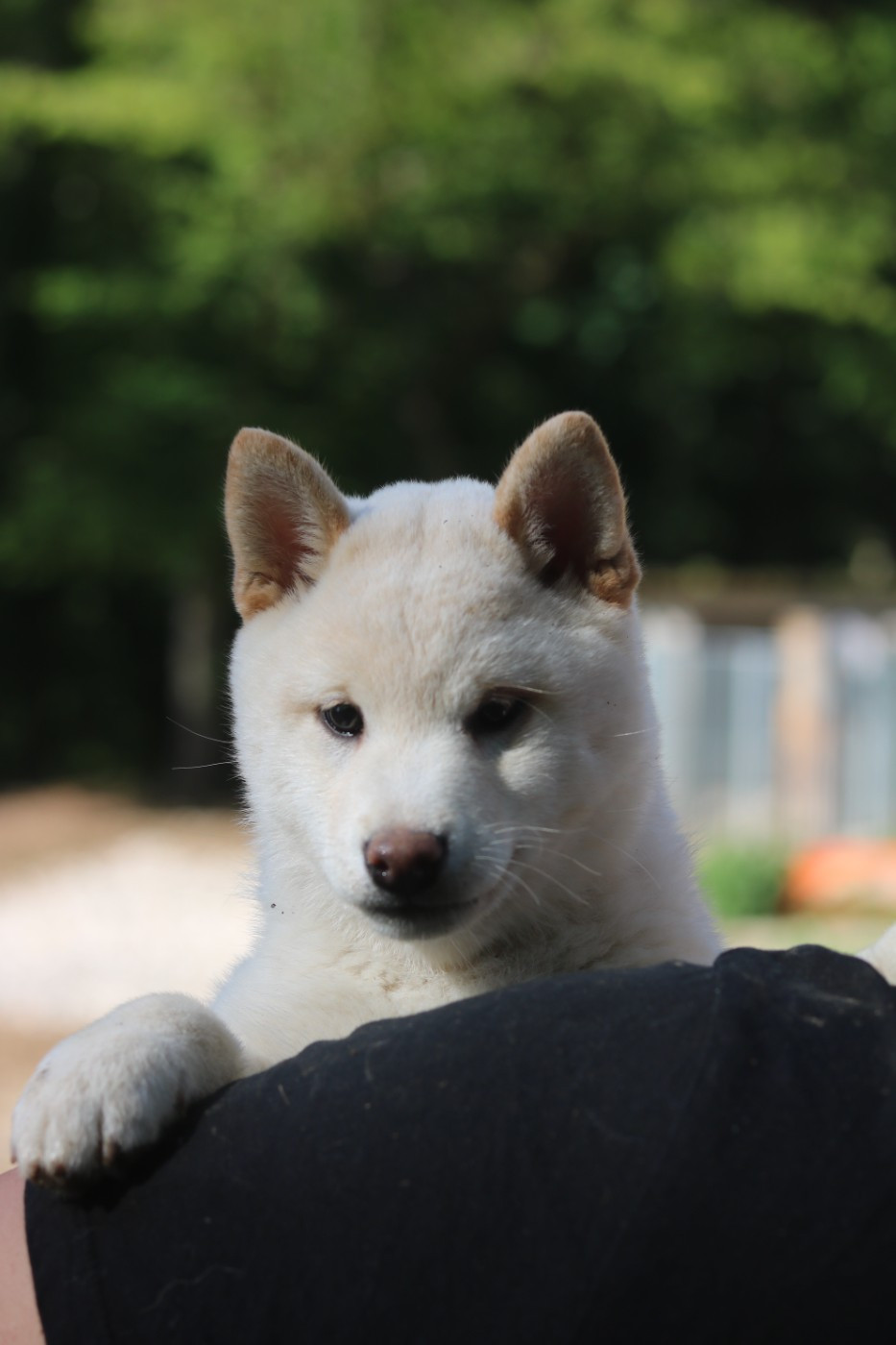 Nihon No Inu - Chiots disponibles - Shiba