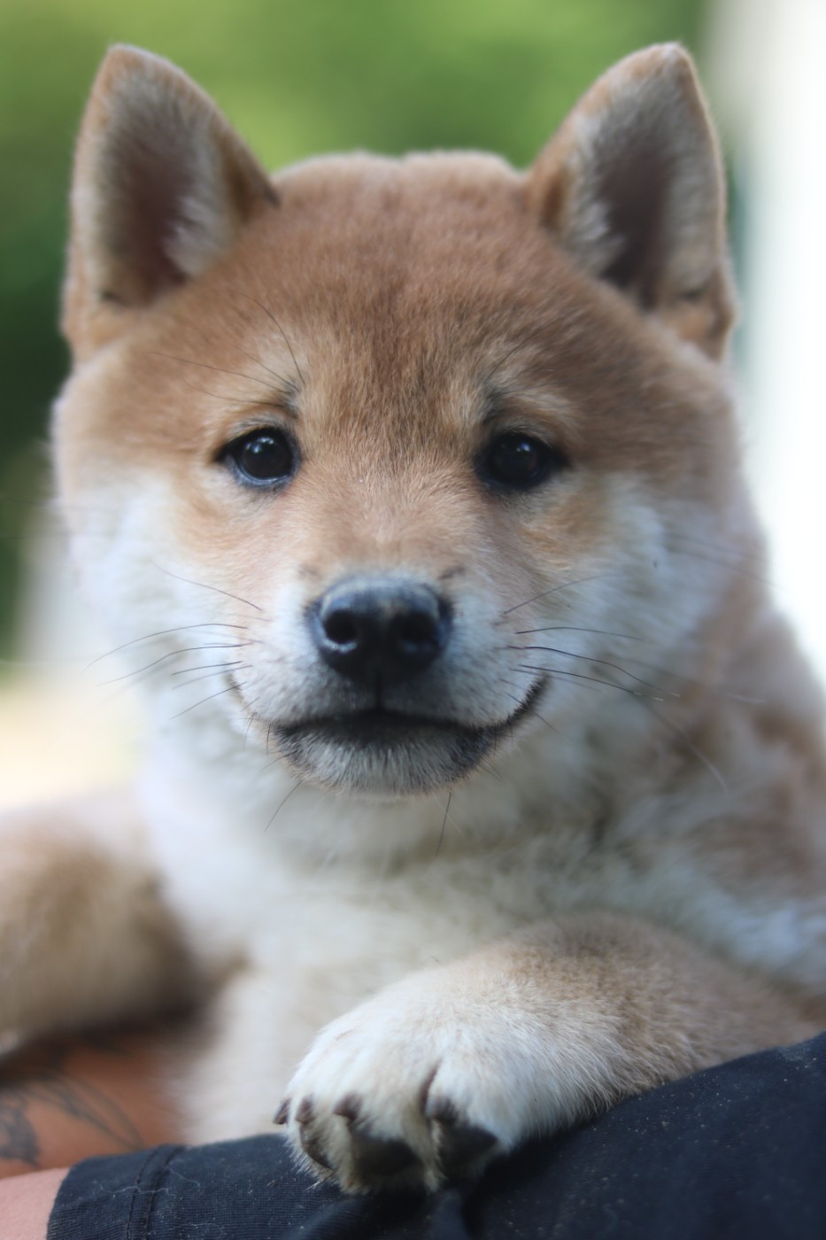 Nihon No Inu - Chiots disponibles - Shiba