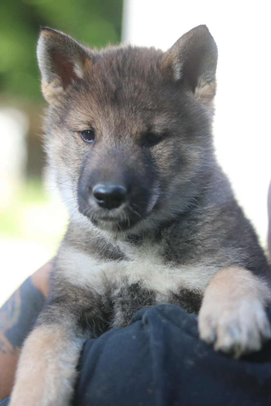 Nihon No Inu - Chiots disponibles - Shikoku