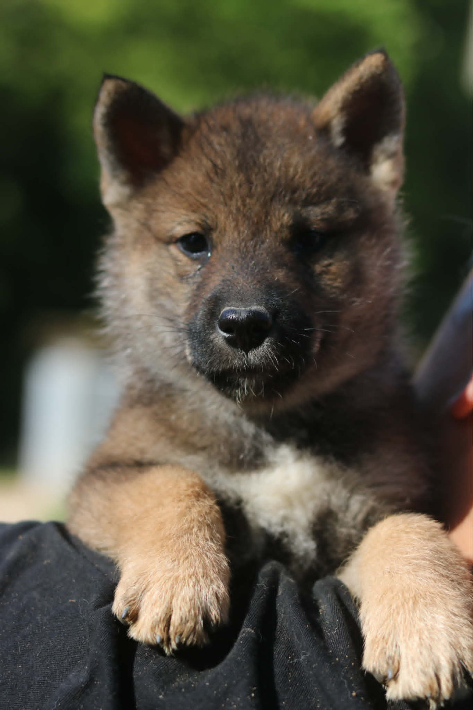 Nihon No Inu - Chiots disponibles - Shikoku