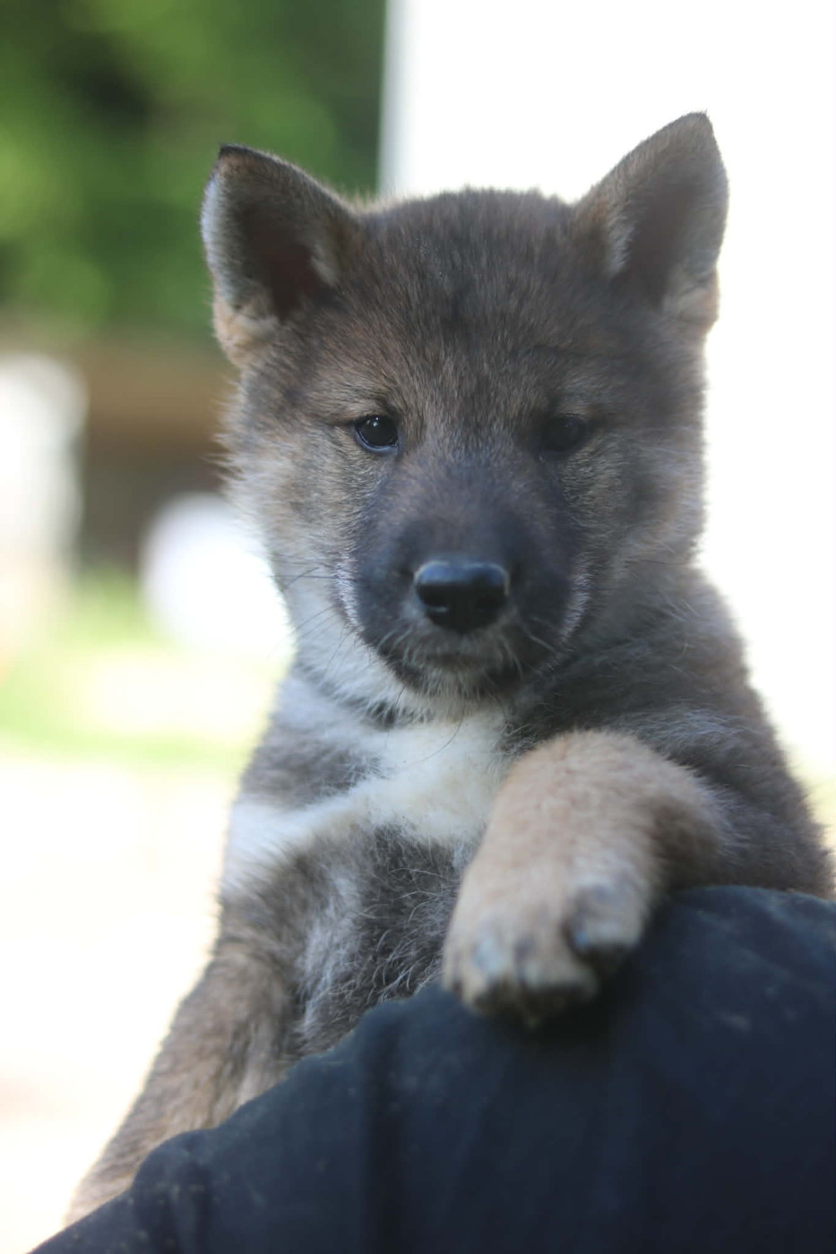 Nihon No Inu - Chiots disponibles - Shikoku